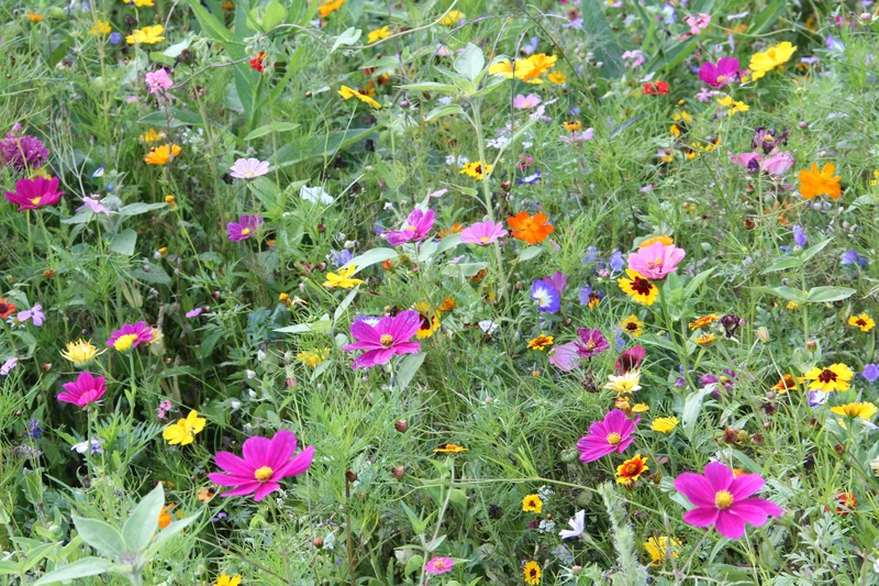 Saatgut | Mössinger Sommer für 3m²
