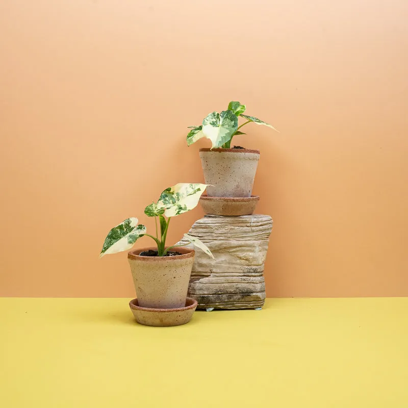 ALOCASIA GAGEANA VARIEGATA ALBO