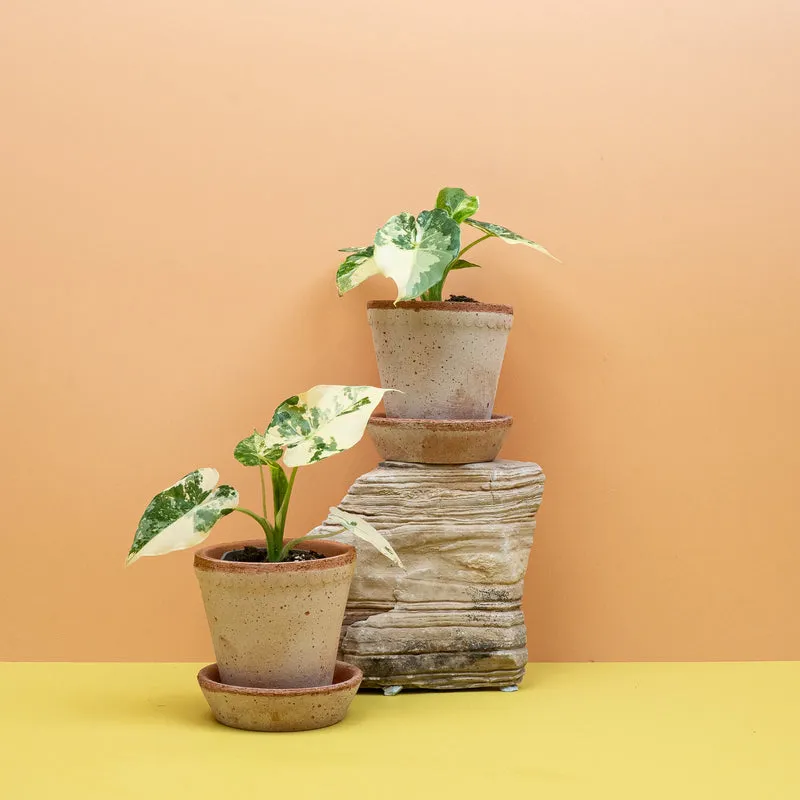 ALOCASIA GAGEANA VARIEGATA ALBO