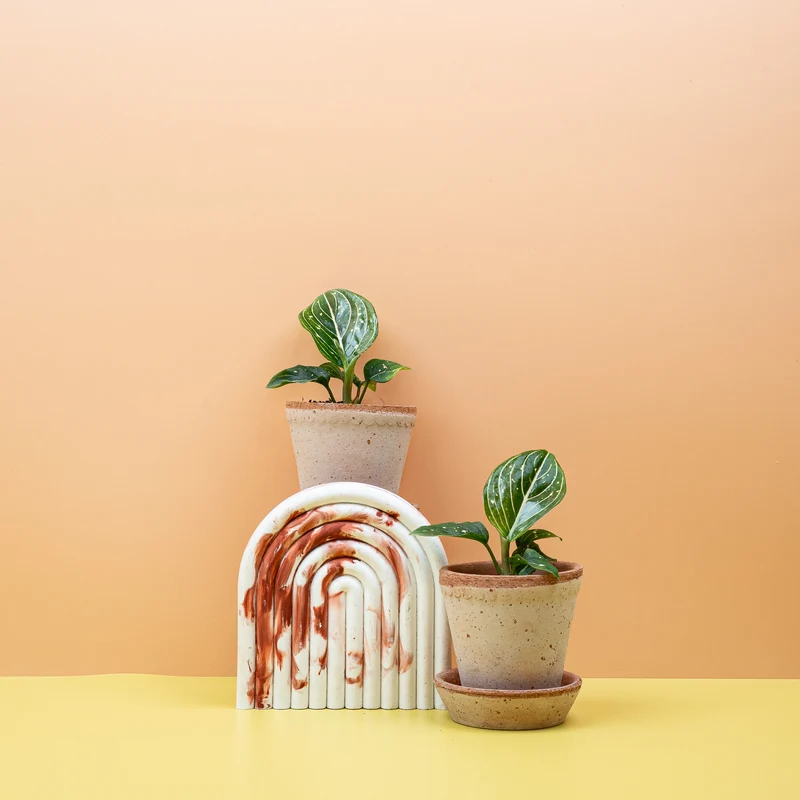 AGLAONEMA TOMS PRIDE