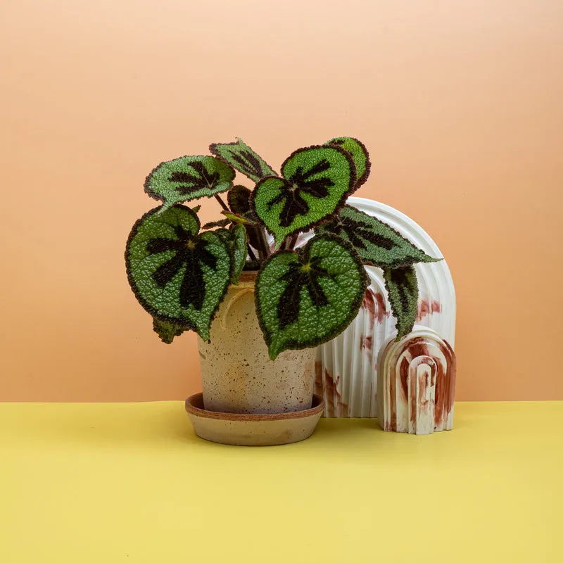 BEGONIA MASONIANA MOUNTAIN