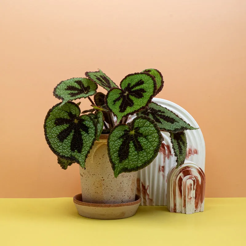 BEGONIA MASONIANA MOUNTAIN