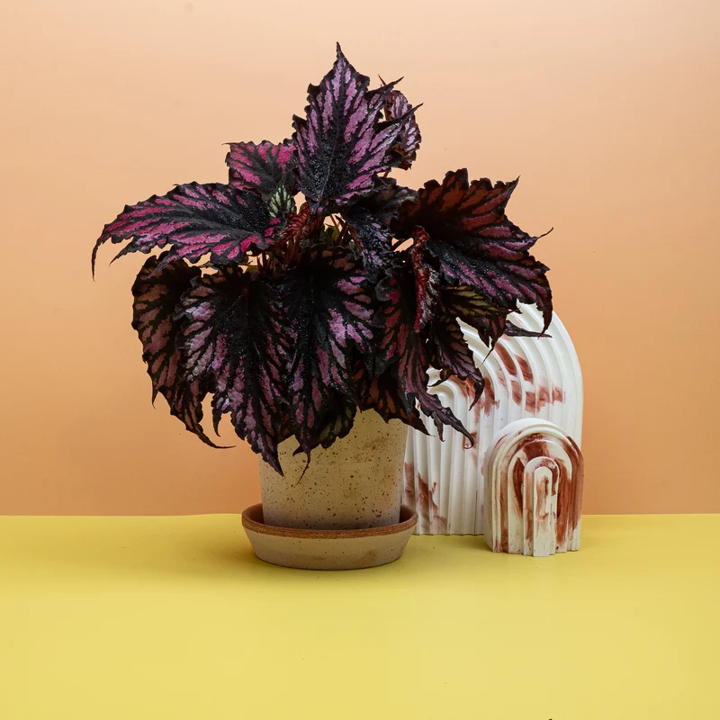 BEGONIA HELEN TEUPEL