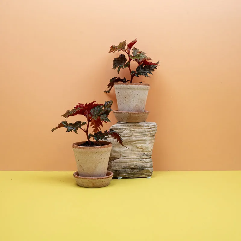 BEGONIA WINGS SERRATIPETALA