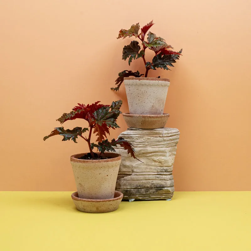 BEGONIA WINGS SERRATIPETALA
