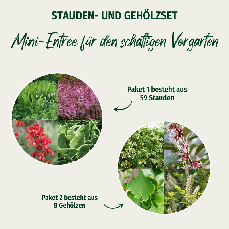 Paket 1 von 2 "Mini-Entree für den schattigen Vorgarten"