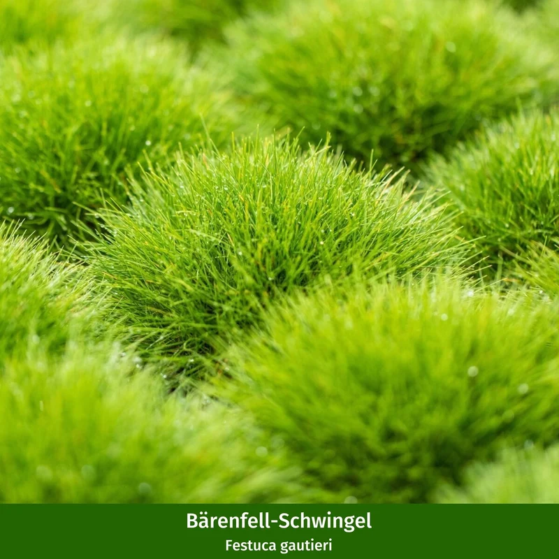 Paket 1 von 2 "Mini-Entree für den schattigen Vorgarten"