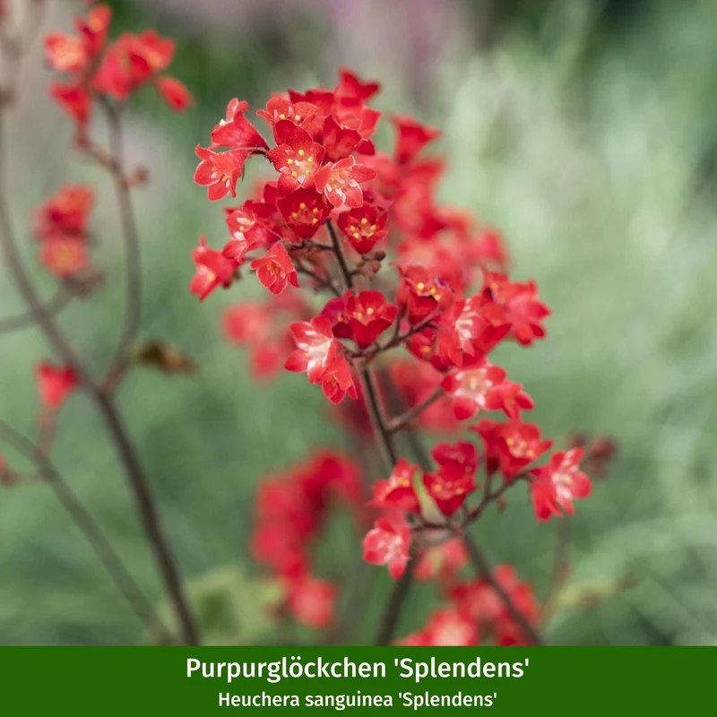 Stauden-Set "Blühfreude im Halbschatten"