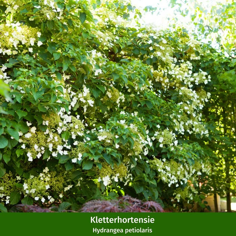 Hortensienbeet “Weißgrüner Schattengarten“, 6 Pflanzen
