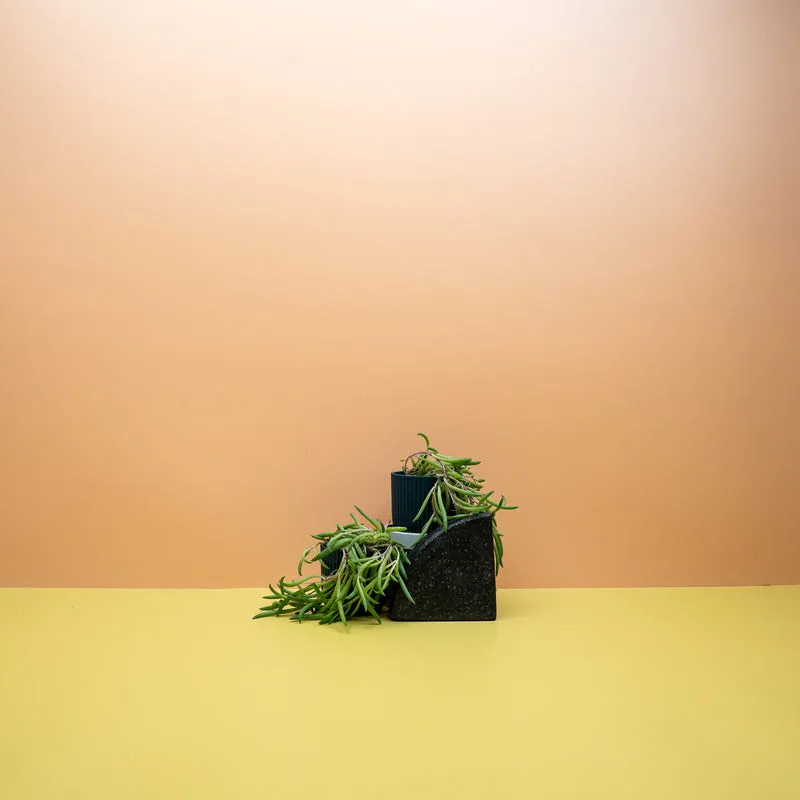 SENECIO RADICANS
