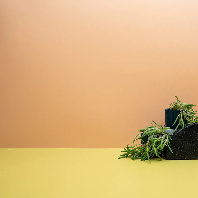 SENECIO RADICANS