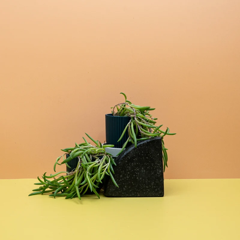SENECIO RADICANS