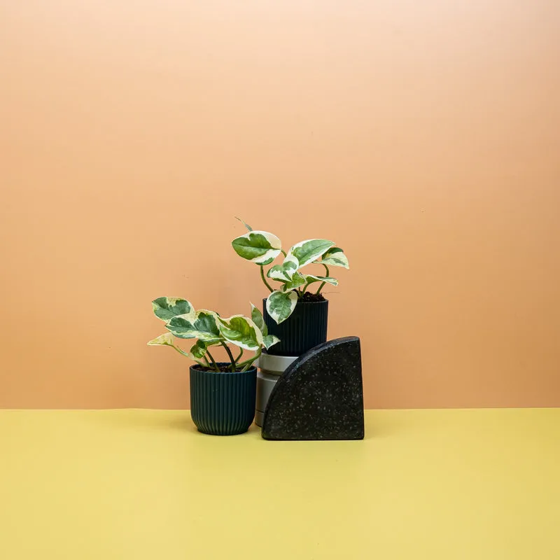 EPIPREMNUM NJOY