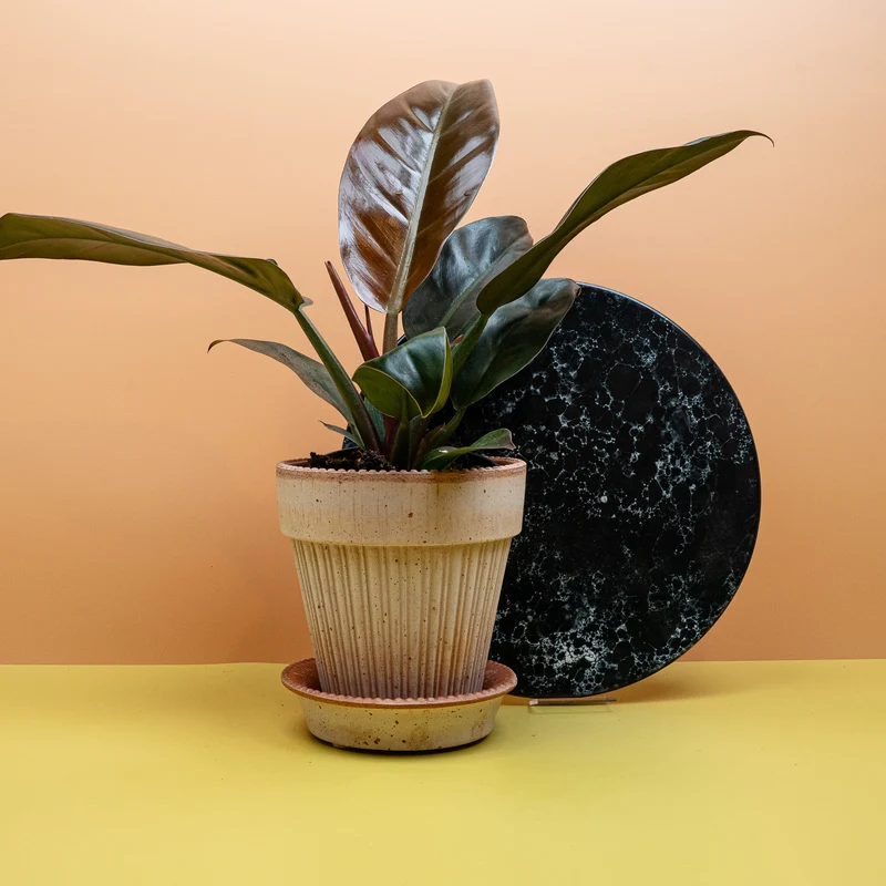 PHILODENDRON IMPERIAL RED