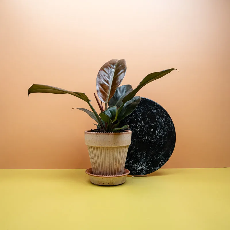 PHILODENDRON IMPERIAL RED