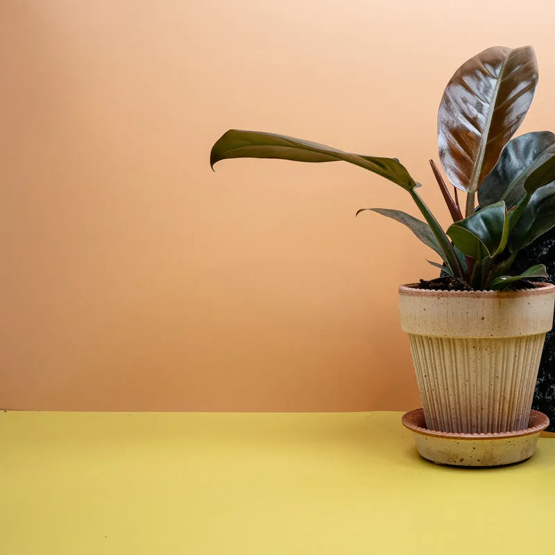 PHILODENDRON IMPERIAL RED