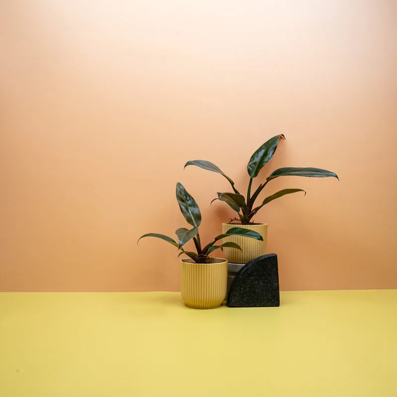 PHILODENDRON IMPERIAL RED