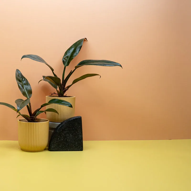 PHILODENDRON IMPERIAL RED