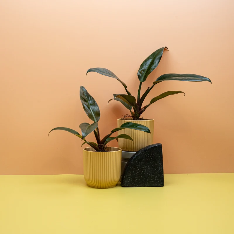 PHILODENDRON IMPERIAL RED