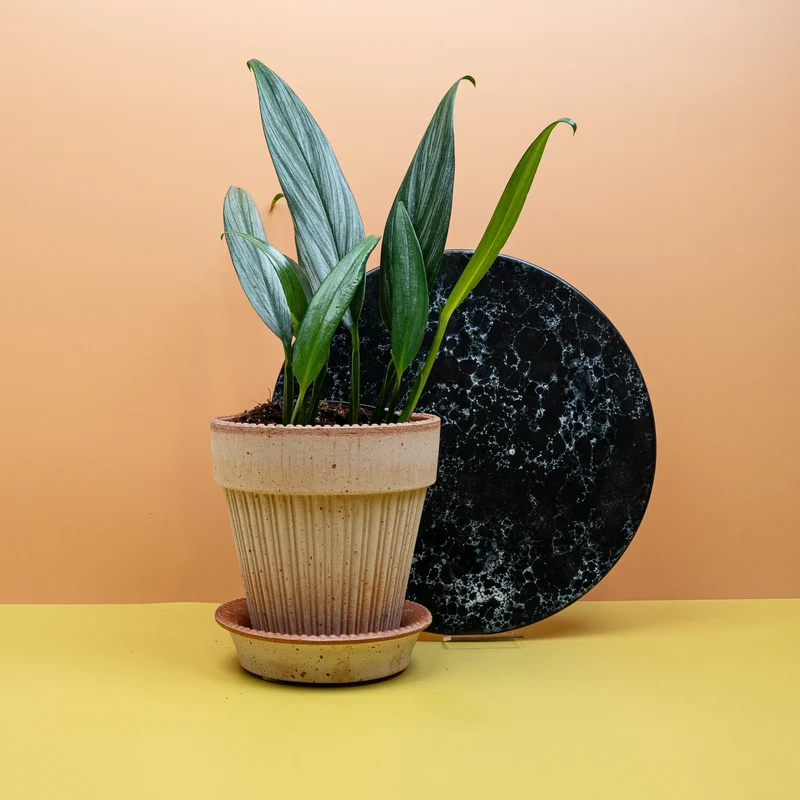 EPIPREMNUM AMPLISSIMUM SILVER