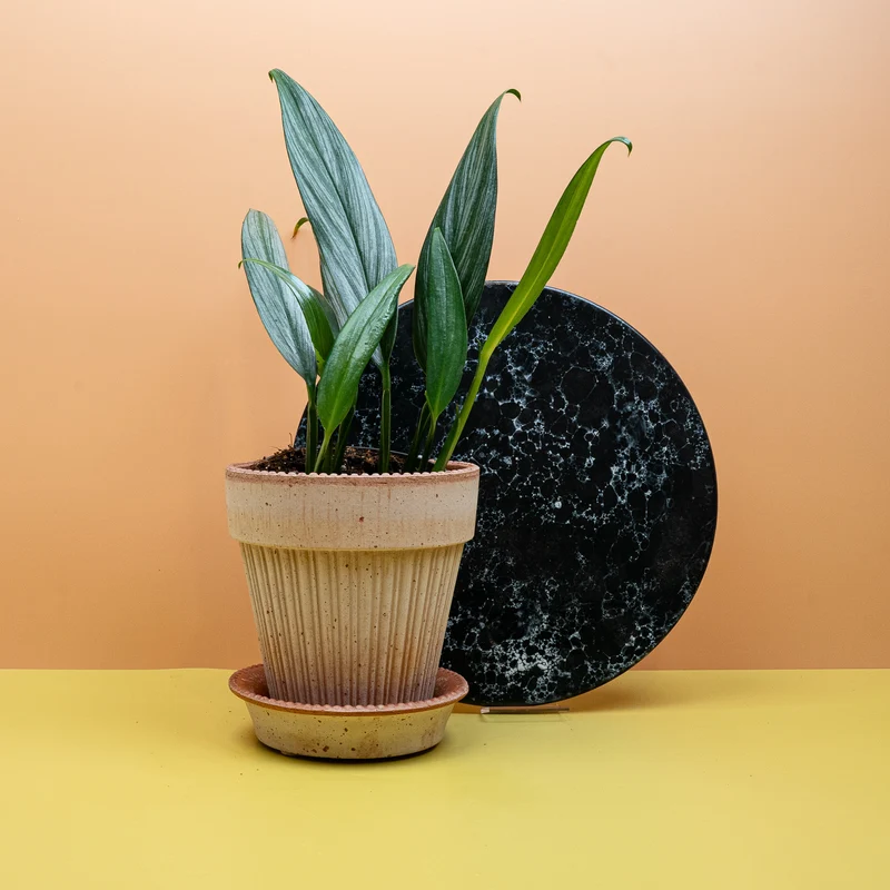 EPIPREMNUM AMPLISSIMUM SILVER