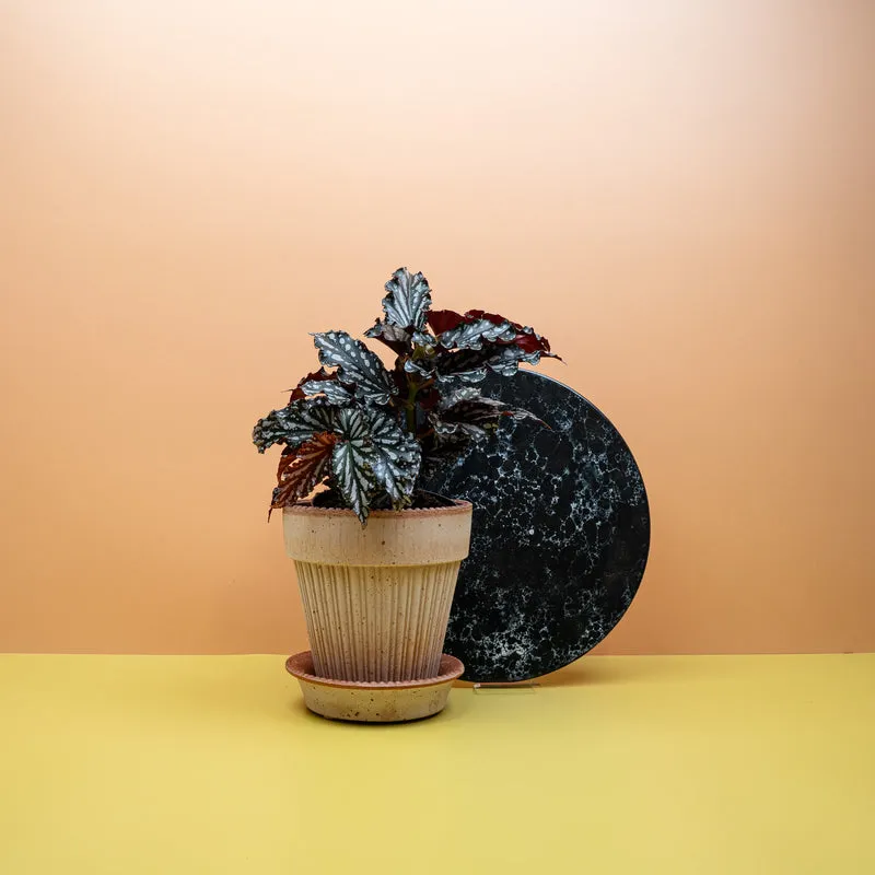 BEGONIA WINGS RUBY COMPACT