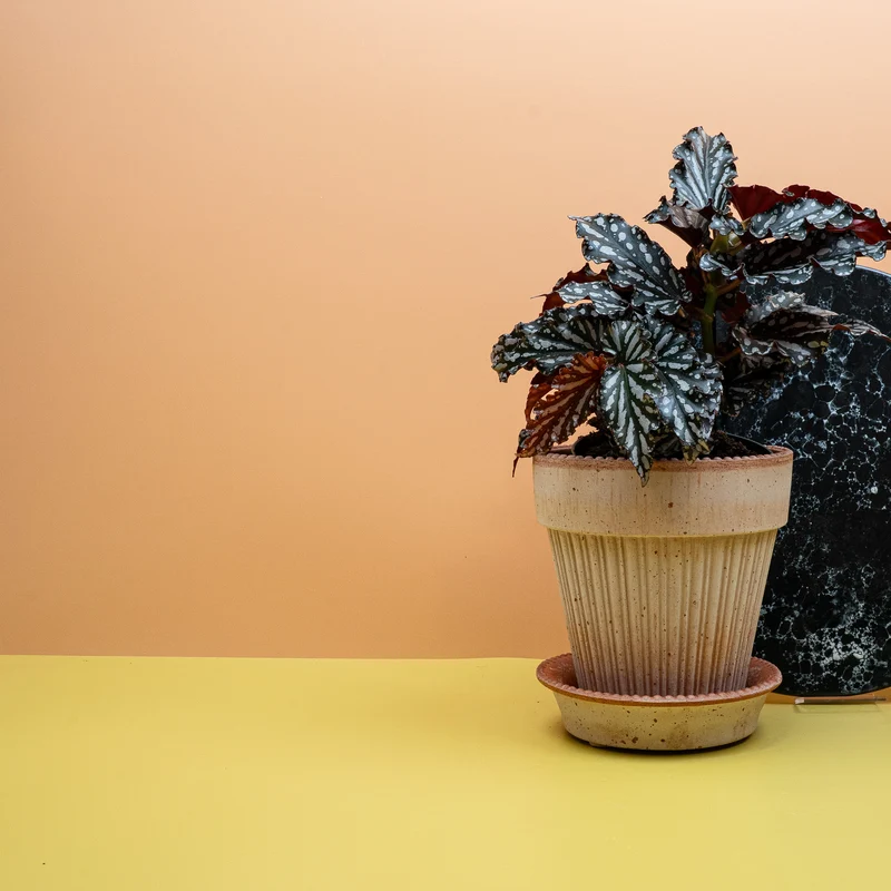 BEGONIA WINGS RUBY COMPACT