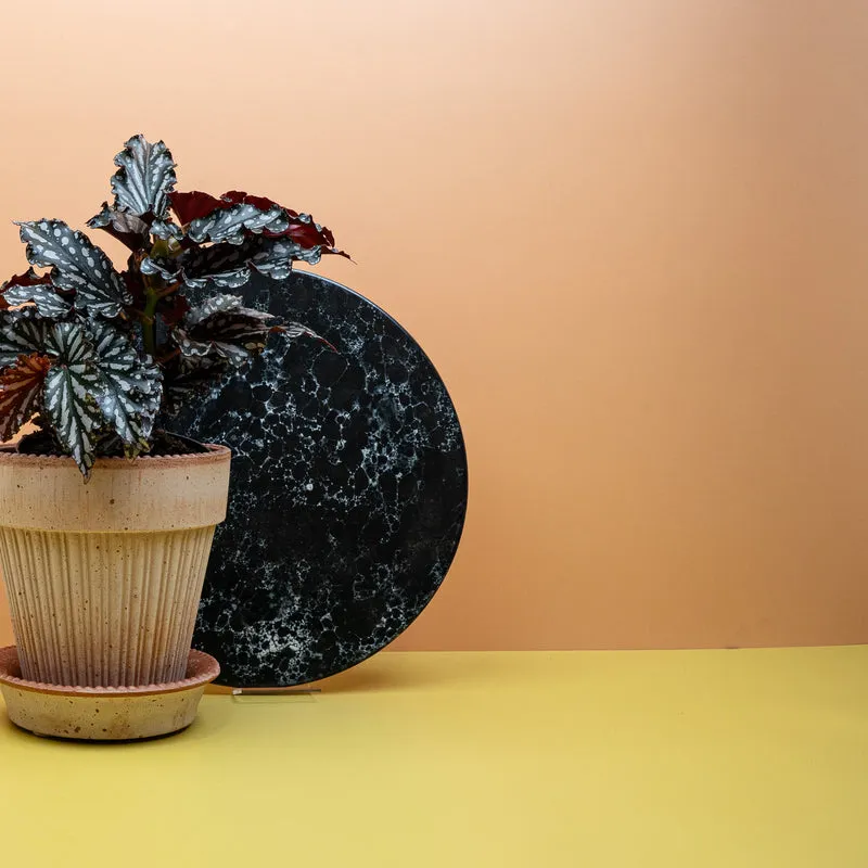BEGONIA WINGS RUBY COMPACT