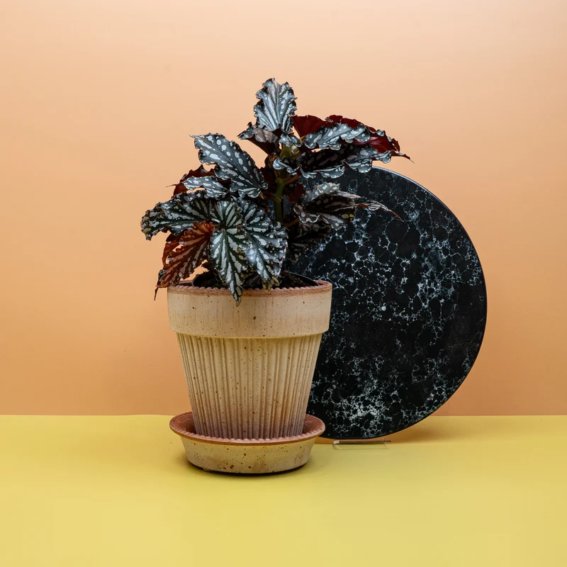 BEGONIA WINGS RUBY COMPACT
