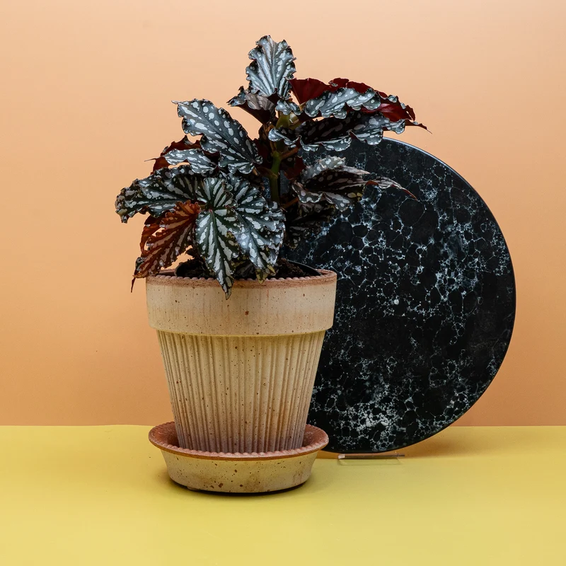 BEGONIA WINGS RUBY COMPACT