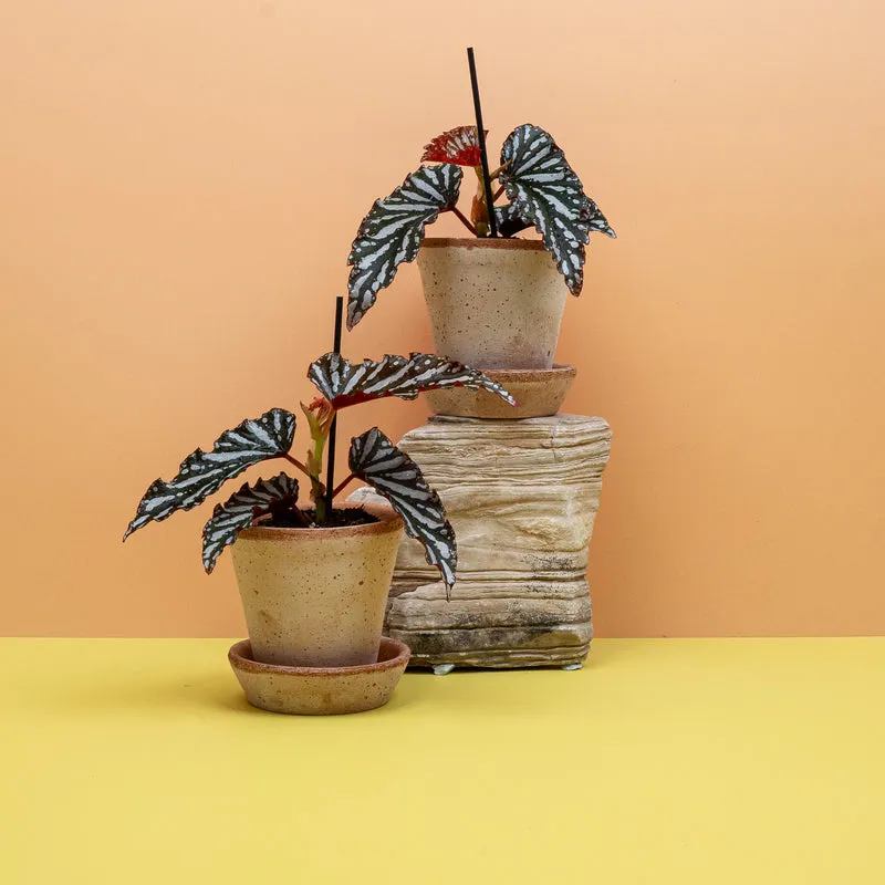 BEGONIA WINGS RUBY COMPACT