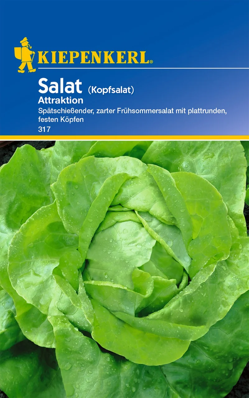 Kopfsalatsamen Attraktion