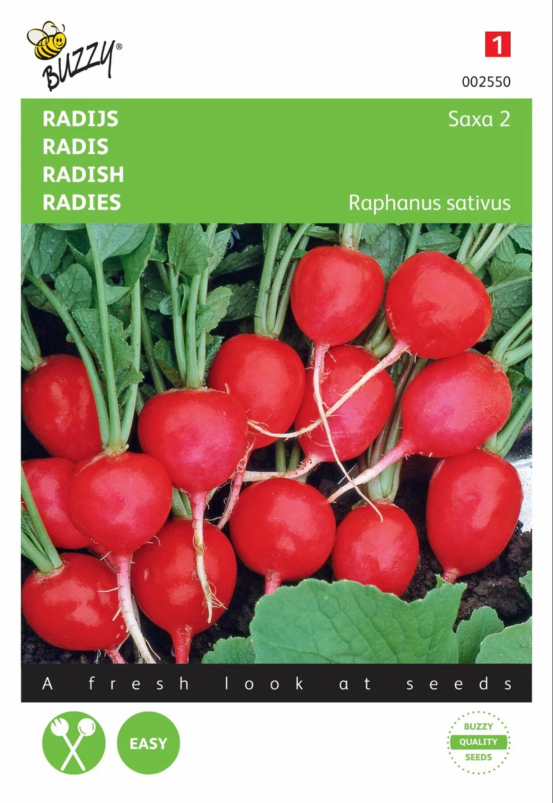 Radieschen Saxa 2