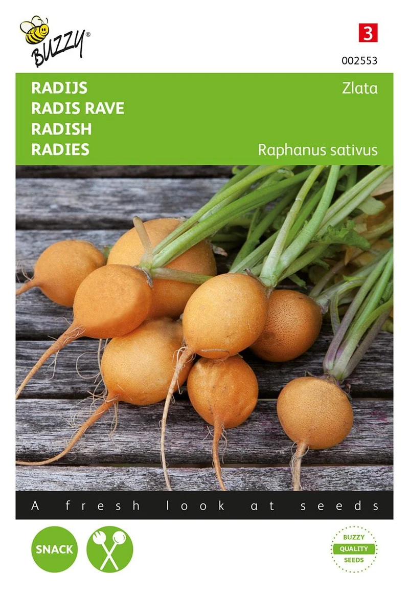 Radieschen Zlata, gelb