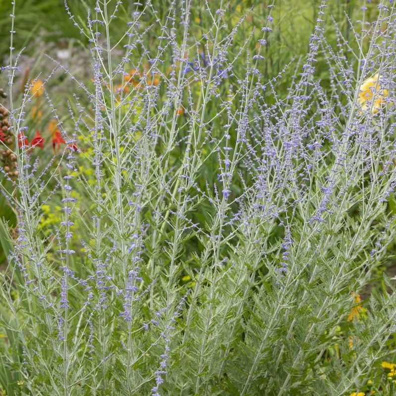 Blauraute 'Blue Spire'