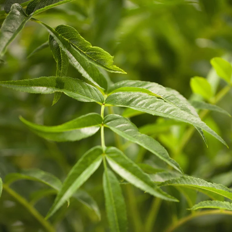 Eberesche 'Ulong'