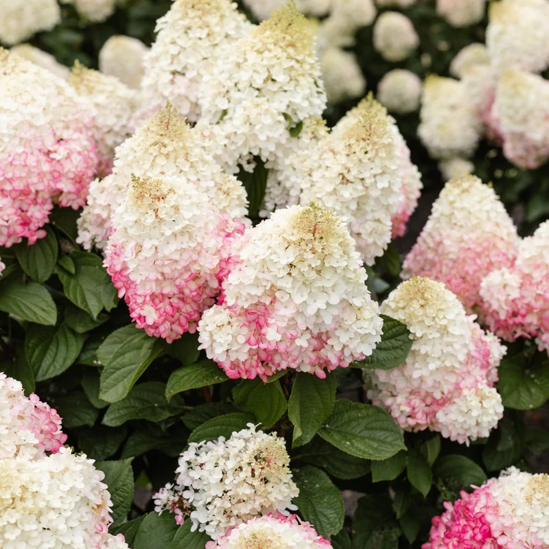 Rispenhortensie 'Living Red Velvet®'