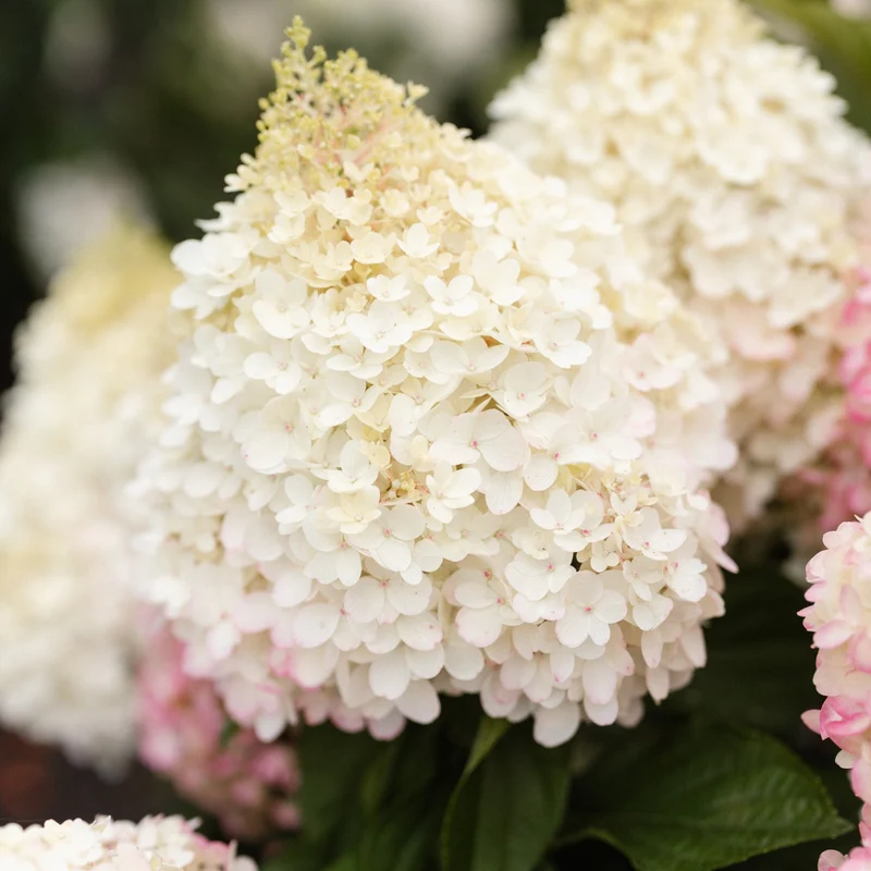 Rispenhortensie 'Living Red Velvet®'