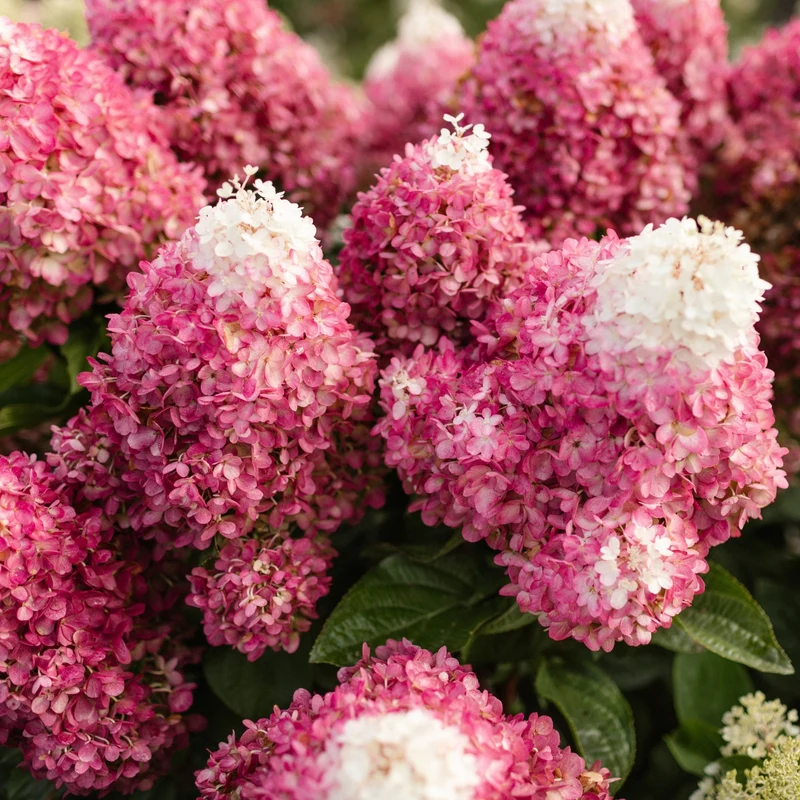 Rispenhortensie 'Living Red Velvet®'