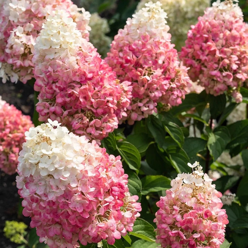 Rispenhortensie 'Living Pinky Promise®'