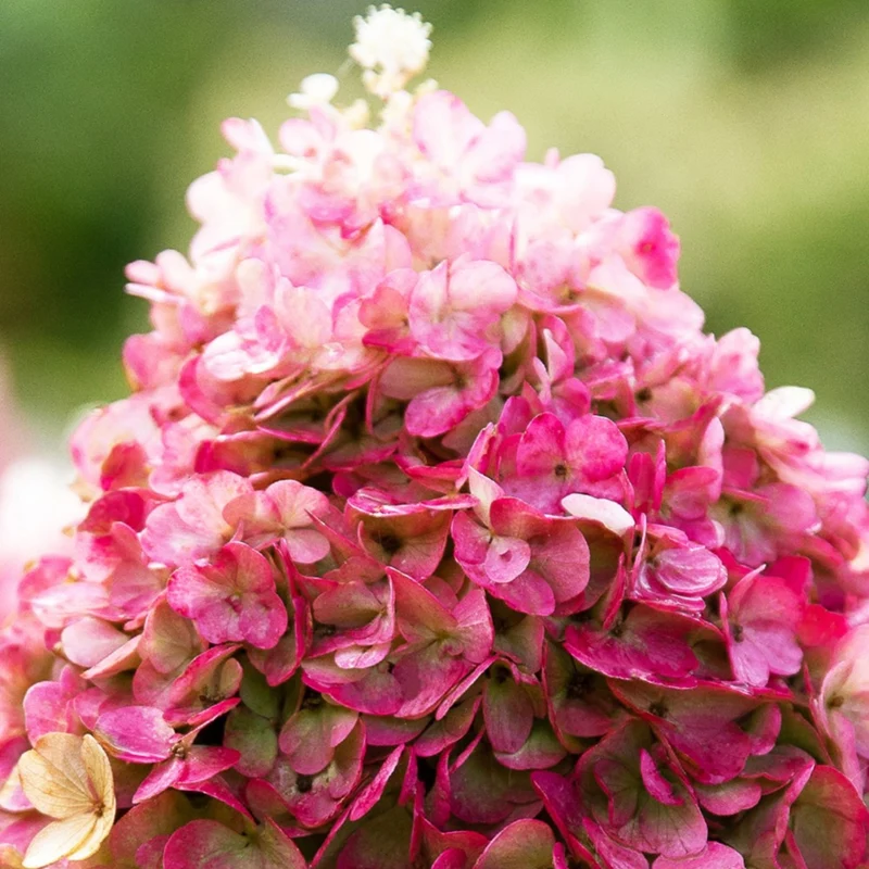Rispenhortensie 'Living Pinky Promise®'