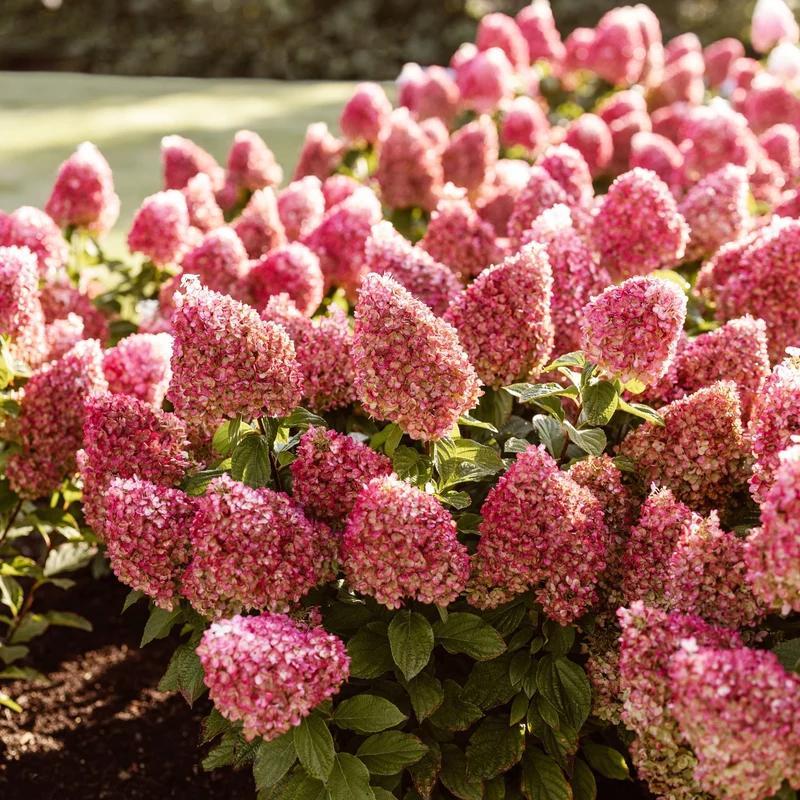 Rispenhortensie 'Living Pinky Promise®'