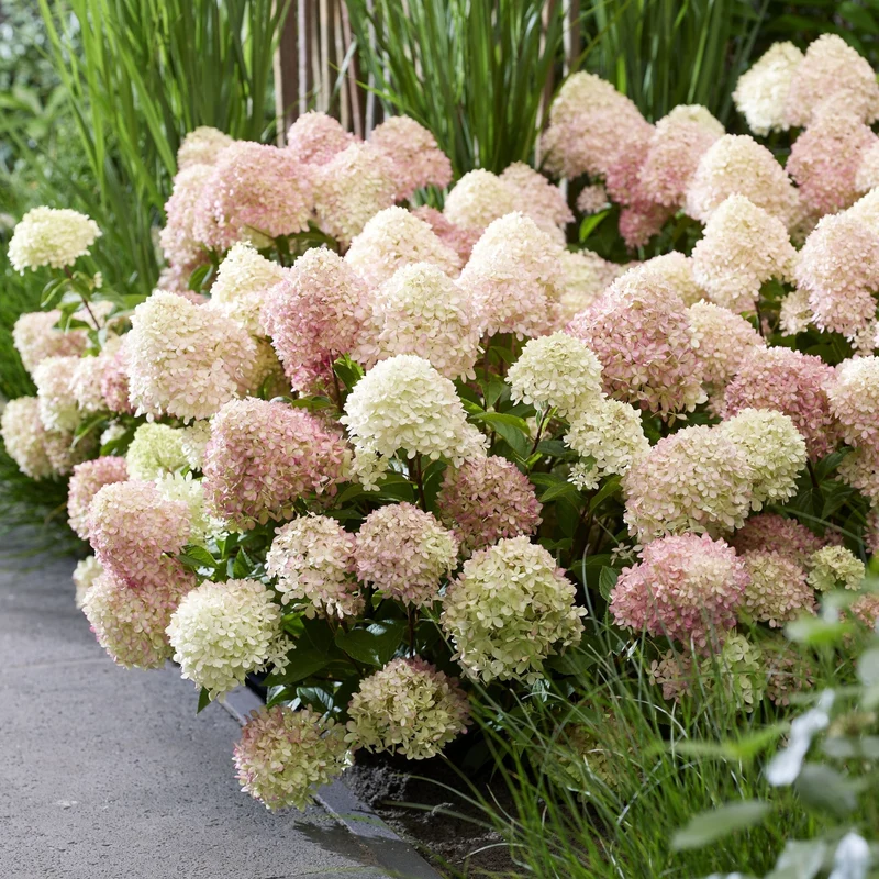 Rispenhortensie 'Living Little Love®'