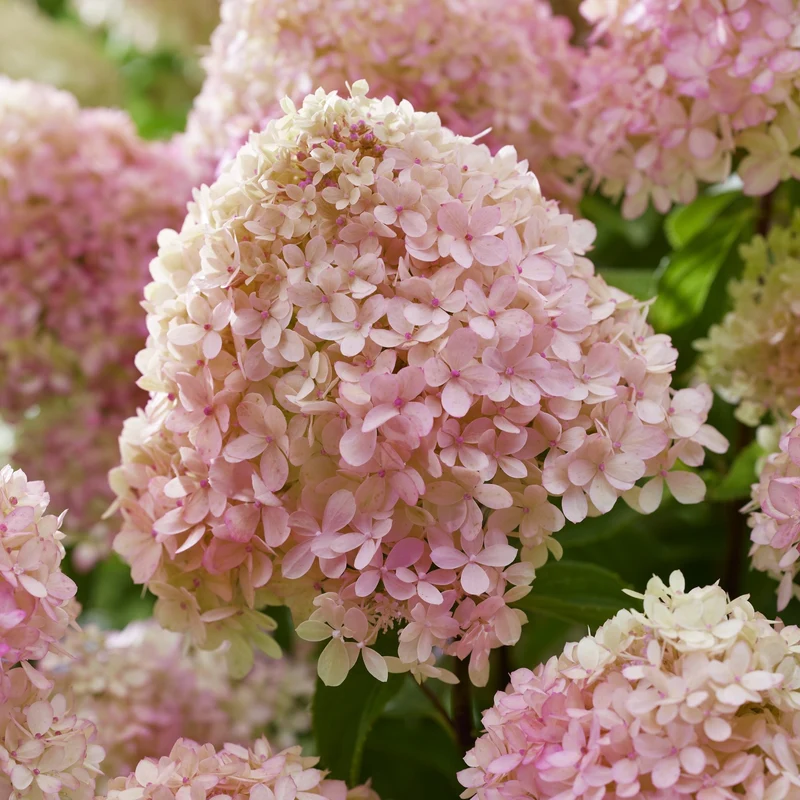Rispenhortensie 'Living Little Love®'