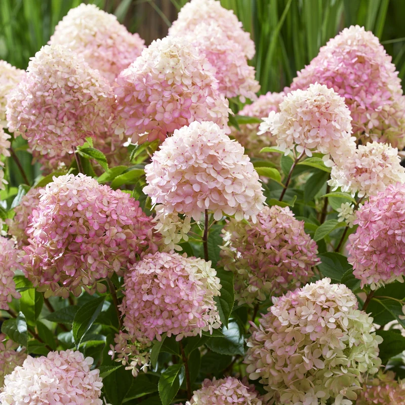 Rispenhortensie 'Living Little Love®'