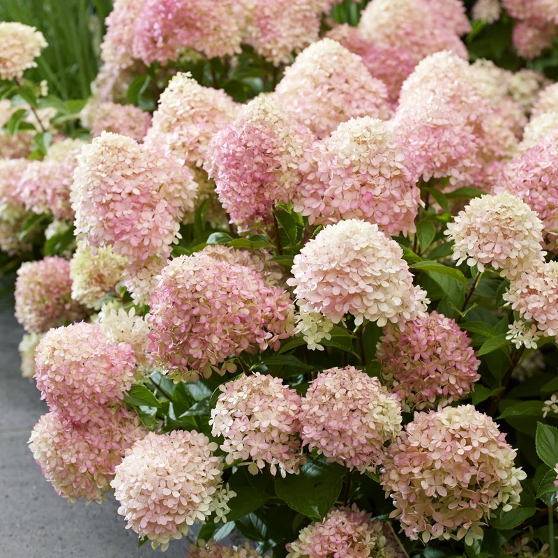 Rispenhortensie 'Living Little Love®'