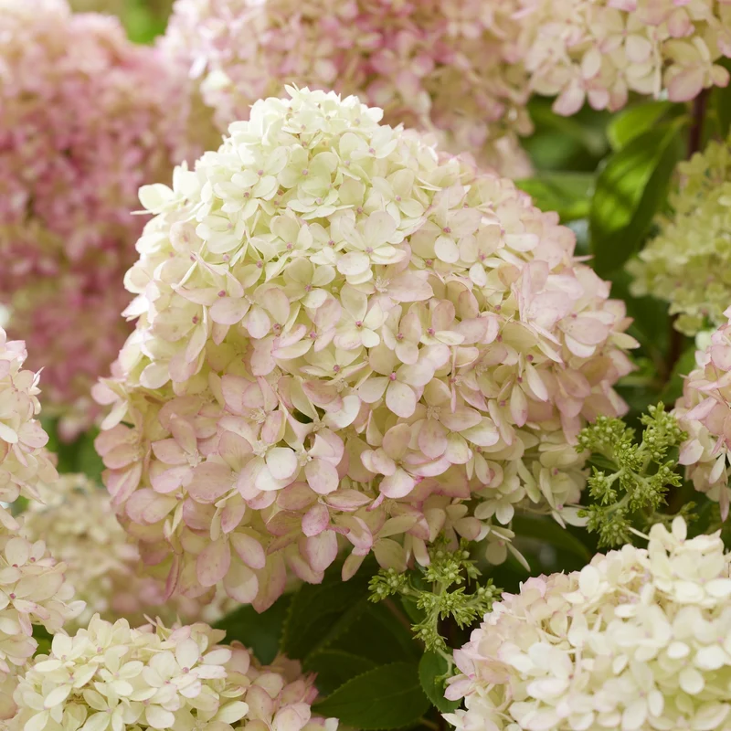 Rispenhortensie 'Living Little Love®'