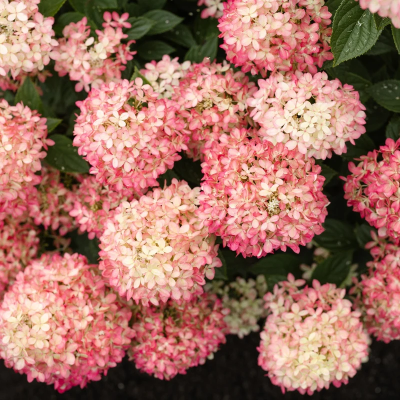 Rispenhortensie 'Living Little Love®'