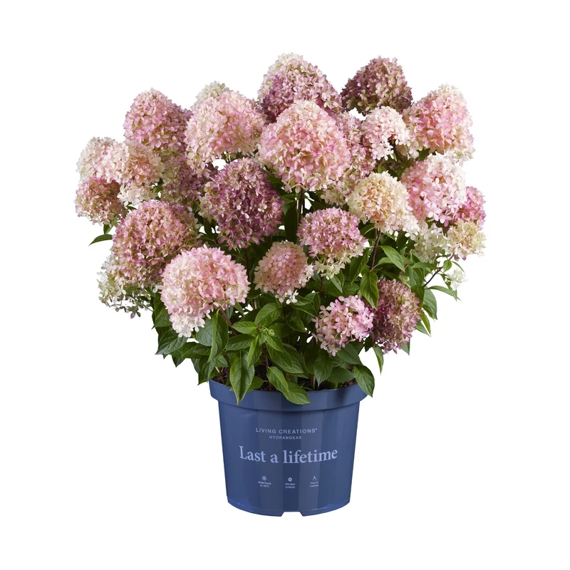 Rispenhortensie 'Living Little Love®'