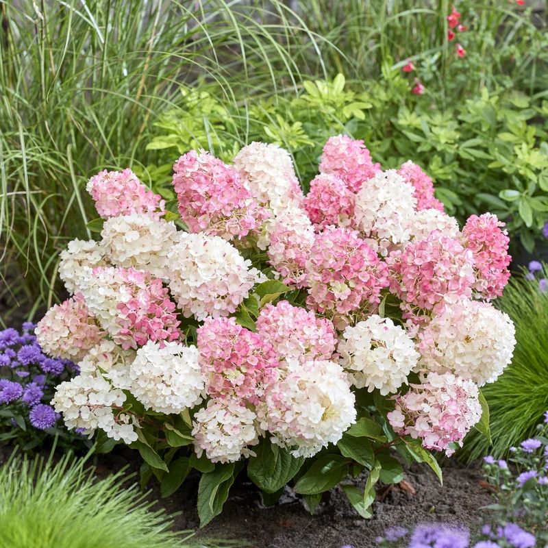 Rispenhortensie 'Living Little Blossom®'